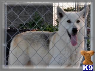 Dogs - Wolf Dog